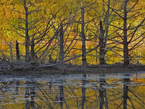wood trees reflection scenery decay newengland foliage oldline