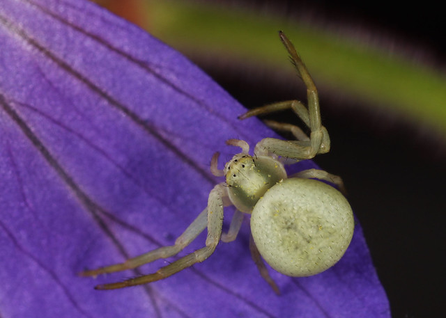 Arachtober 2013 - Female Crab Spider