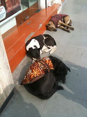 Winter in Delhi 2: Street Dogs get Jackets
