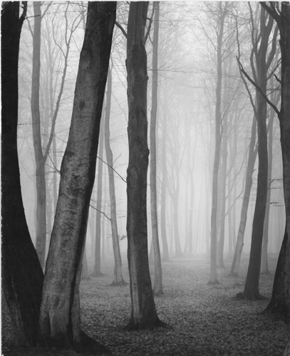 Forest Motif 1 | Axel Bahnsen Photography | William R 