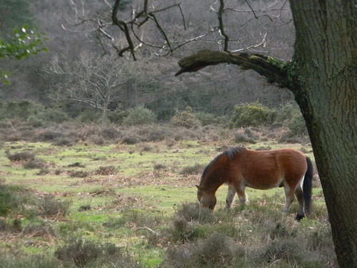 Punchbowl pony Exmoor ponies are grazing the Devil's Punchbowl Milford to Haslemere