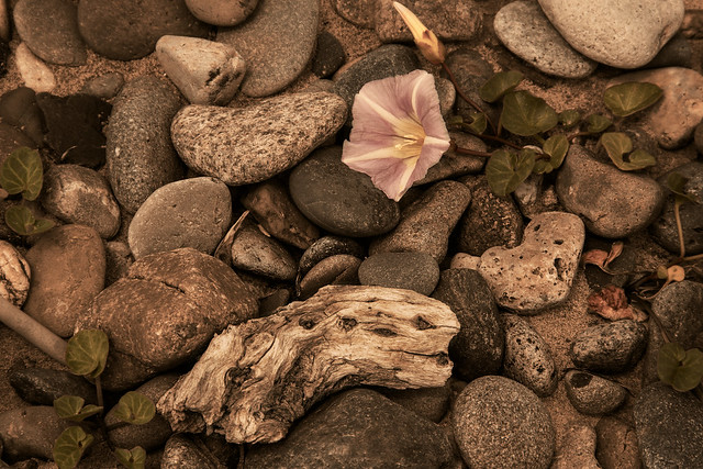 flower in the pebbles