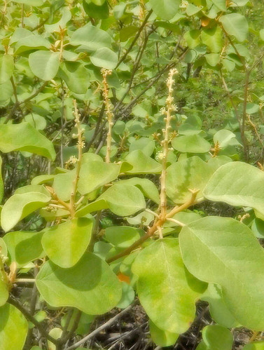 170227 2017 catamayo croton crotonmenthodorus crotonsp ecuador euphorbiaceae malpighiales rosids flower wildflower
