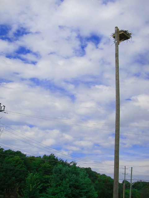 hidden - osprey nest