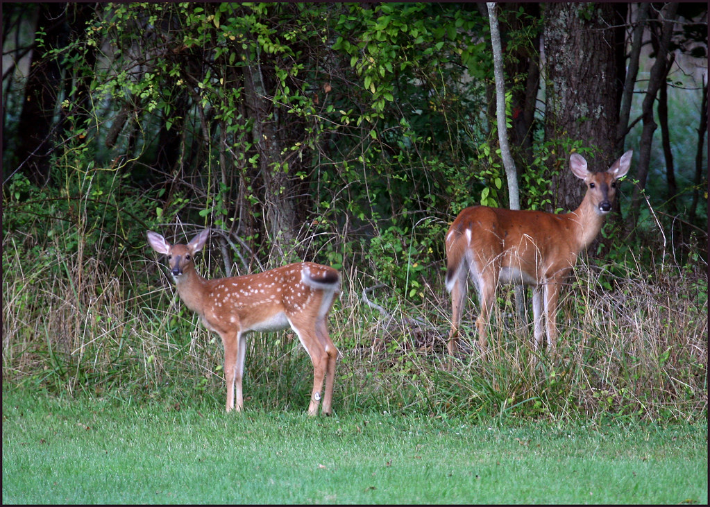 Day 232 Fawn spotting | There are three fawns and their mama… | Flickr