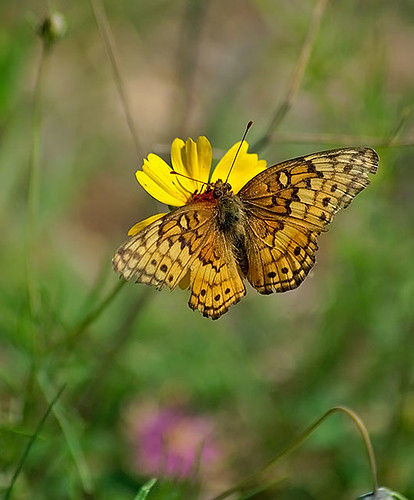 nature butterfly insect texas wildlife lepidoptera decatur lbjgrasslands variegatedfritillary