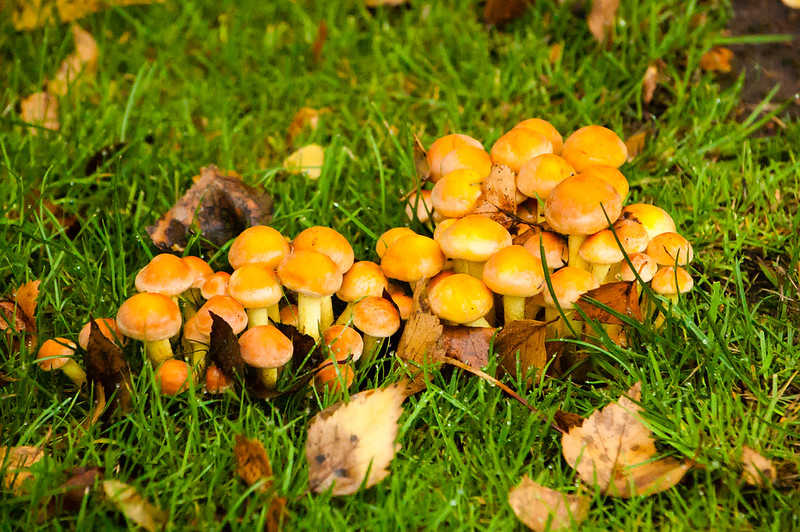 Sulfur tuft, West Park