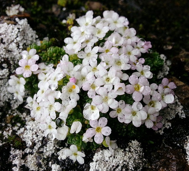 20130810-046F | Alpen-Mannsschild (Androsace alpina). Zillertaler Alpen, 10.08.2013