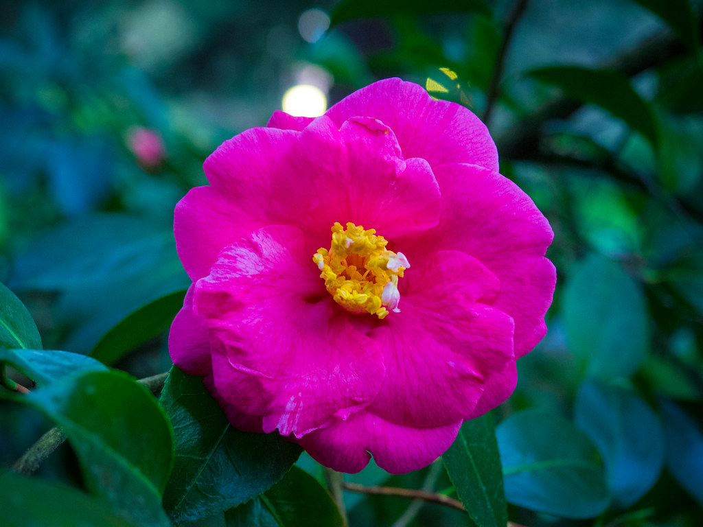 _3070037.jpg | Olympus digital camera | Thomas Dekany | Flickr