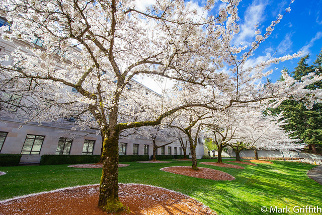 Blossoms Bright