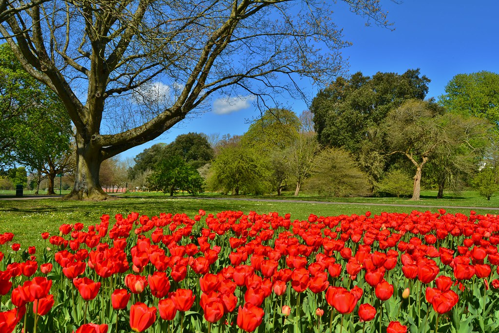 Bute Park in Spring | Bute Park is the principal park of the… | Flickr