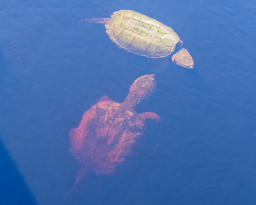 Florida Snapping Turtle | Fort Pickens, Florida 2014 | Flickr