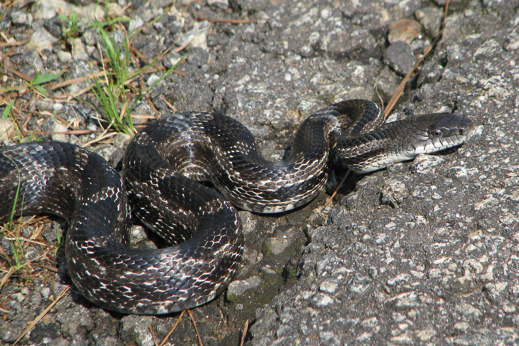 the cutest snake in the World - Cute Snakes You Have to See to Believe Rat Snake