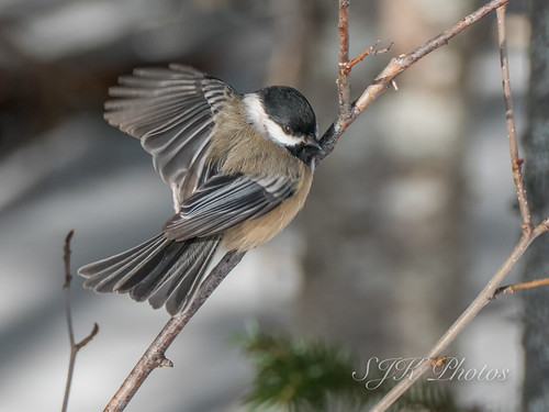 Black Capped chickadee | by 21orion