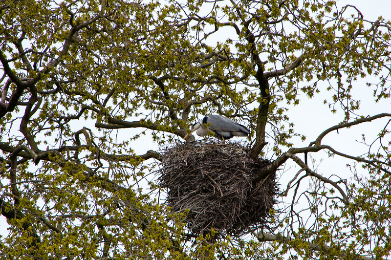 Heron at the nest, Pendeford Mill