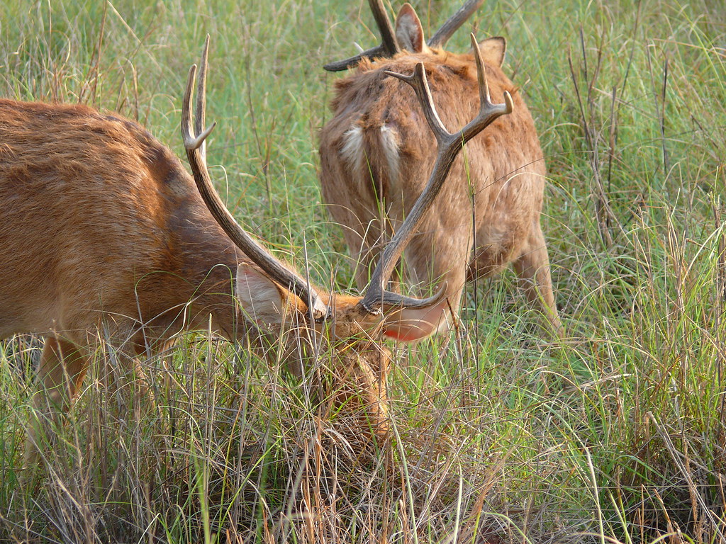 Barasingha Deer (2)