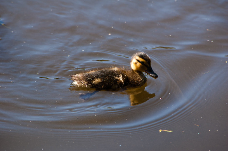 Duckling