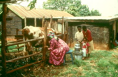 Working with livestock in developing country