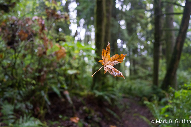 Touch of Fall