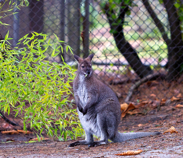 Red-necked Wallaby (Macropus rufogriseus) at Woodland Park Zoo (8)