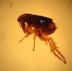 Magnified picture of a flea against an orange/yellow background.