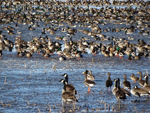 migration grouping | by kansaskoan