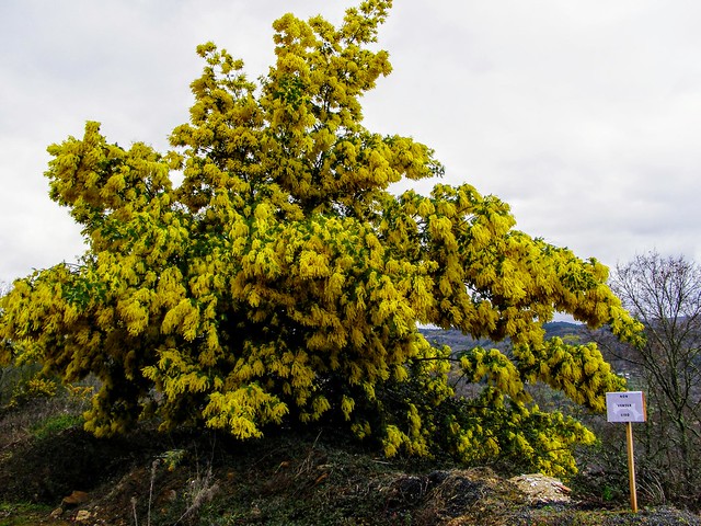Acacia dealbata (Mimosas: la flor de la amistad)