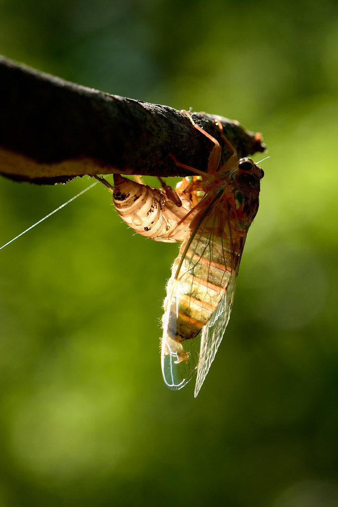 Shichida Insect _DSC3994 | Kohichiro Yoshida | Flickr