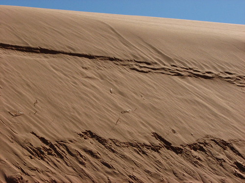 Sand Dunes 019 | by Chandler West