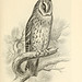 Flickr photo 'Plate VI. Long-eared Owl (Asio otus), male.' by: The Ernst Mayr Library.