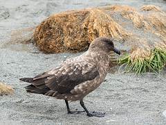 Subantarctic Skua (Catharacta antarctica)