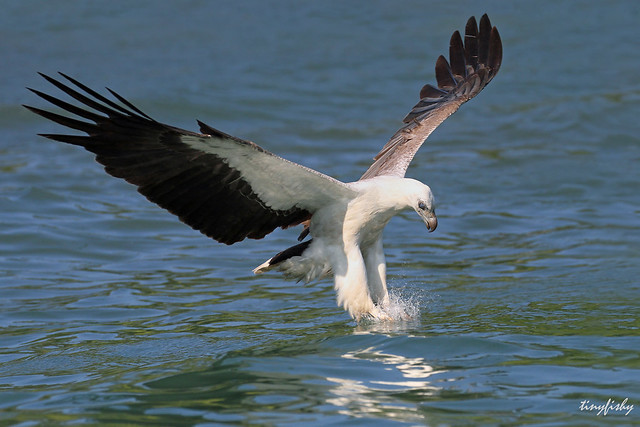 (225d) White-Bellied Sea Eagle Adult - [ Langkawi, Malaysia ]