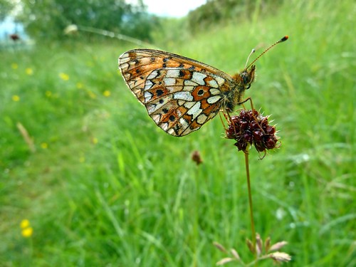 nature butterfly cycling scotland dundee pearl fritillary bordered ericrobbniven