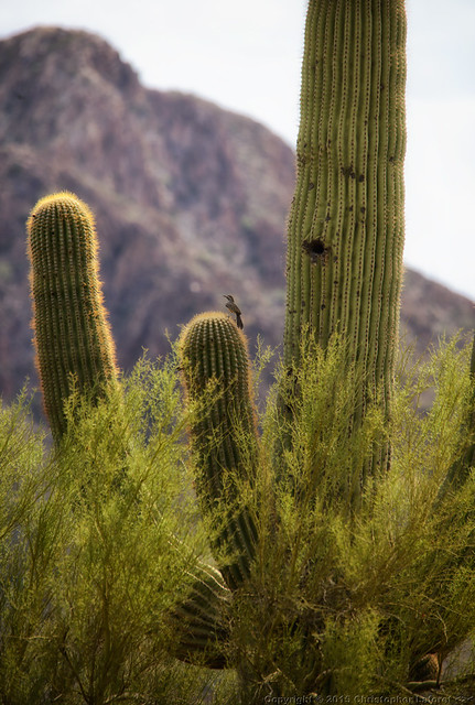 Bird on a Saguaro