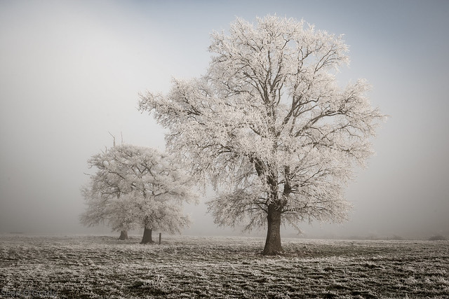 Winter frost-2