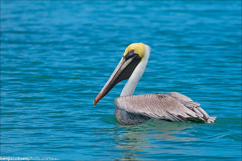 pelican! | a funny bird is a pelican, it's beak can hold mor… | Flickr