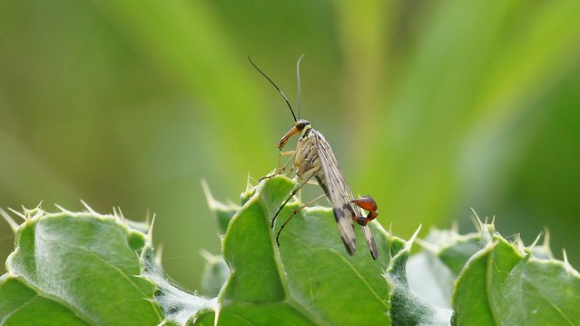 Scorpion Fly - Panorpa Communis (male)