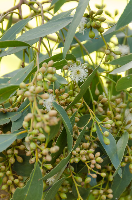COP Eucalyptus porosa ab