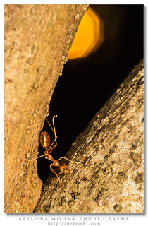 Weaver Ant - Oecophylla smaragdina