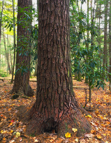 Alan Seeger Natural Area (Revisited) (1) by Nicholas_T, Old-growth hemlocks and white pines, Huntingdon County, within the Alan Seeger Natural Area of Rothr