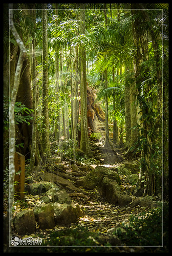 forest rainforest path australia falls queensland curtis sunbeams crepuscular tamborine abcopen:project=top3