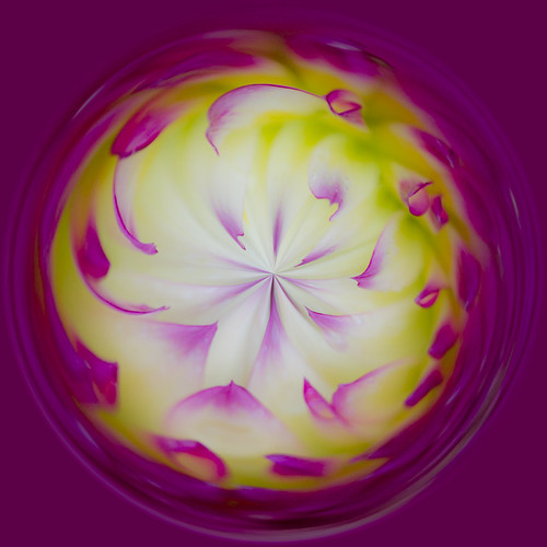 Dahlia (digital effect) | by Marilyn Dunstan Photography