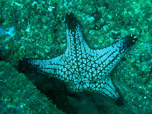 underwater starfish scuba panama centralamerica coiba