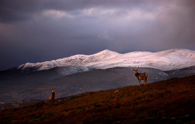Highland stags