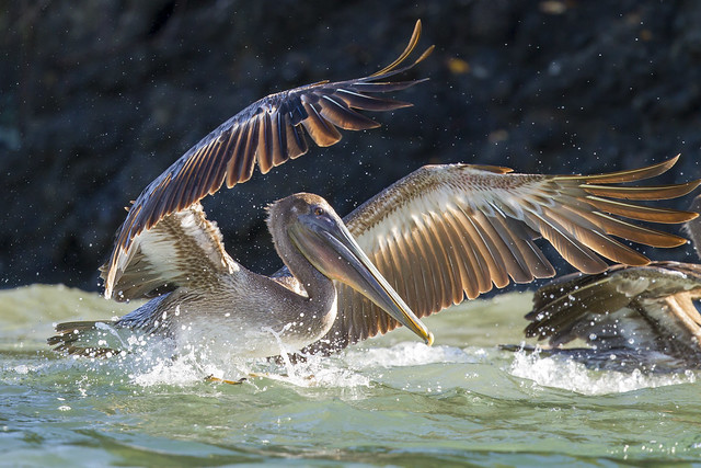 Brown Pelican landing (Explored)