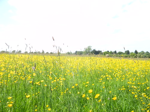 Buttercup meadow Wickford to Battlesbridge