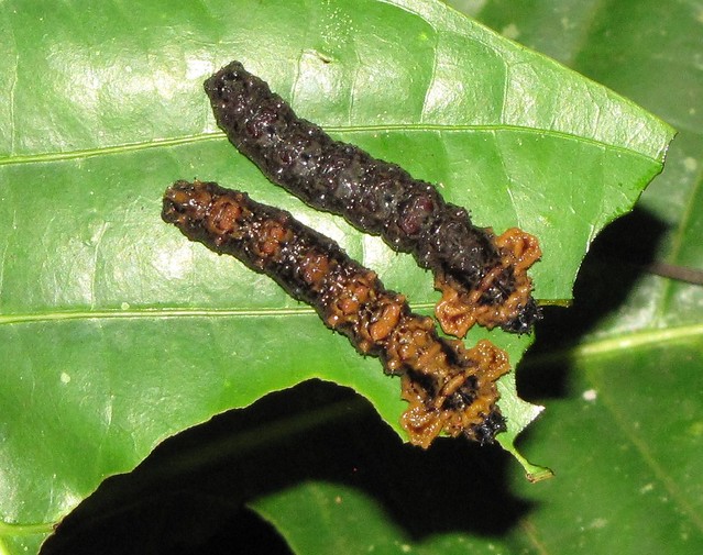 Unidentified Caterpillar (71)