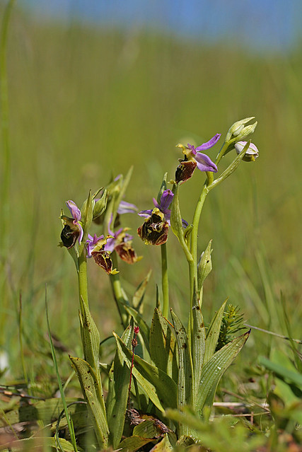 ophrys fuciflora/Ophrys holosericea/Ophrys bourdon