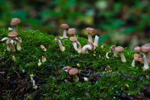 Fungus on a fallen trunk, Baggeridge