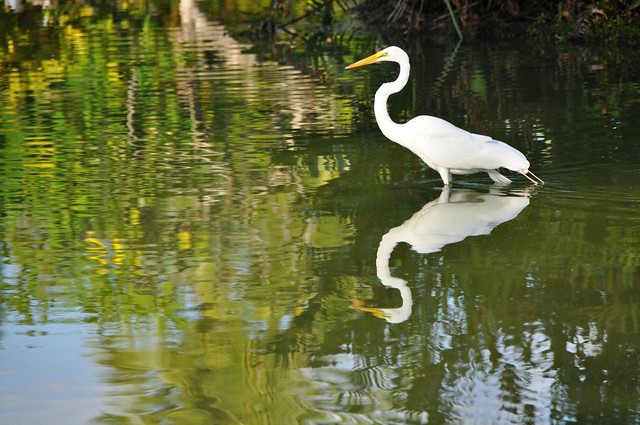 Egret at the pond